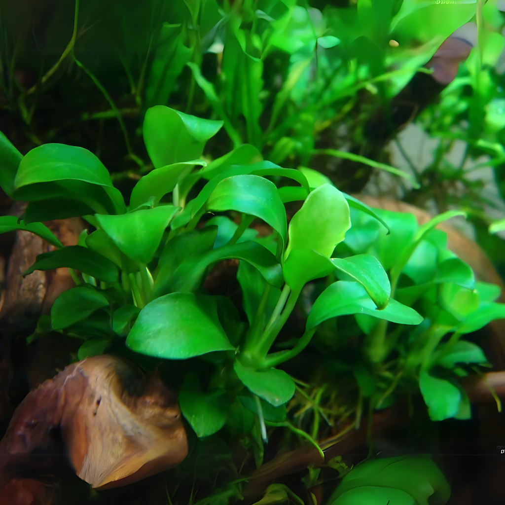 ADA IC055 Anubias Barteri Var. Nana Petite | TC Live Plant