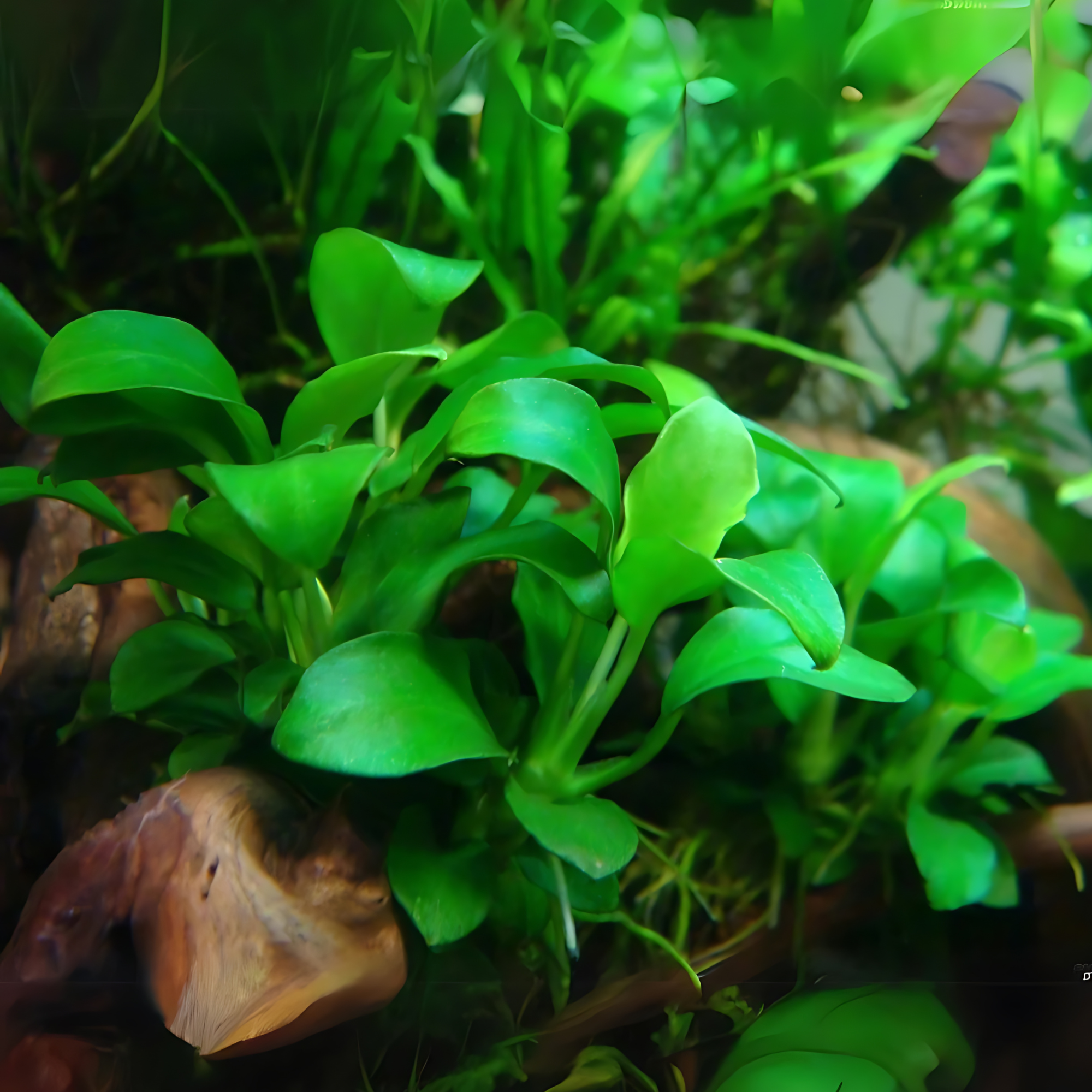 ADA IC055 Anubias Barteri Var. Nana Petite | TC Live Plant