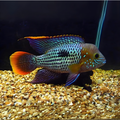 Live Fish Green Terror Cichlid | Single