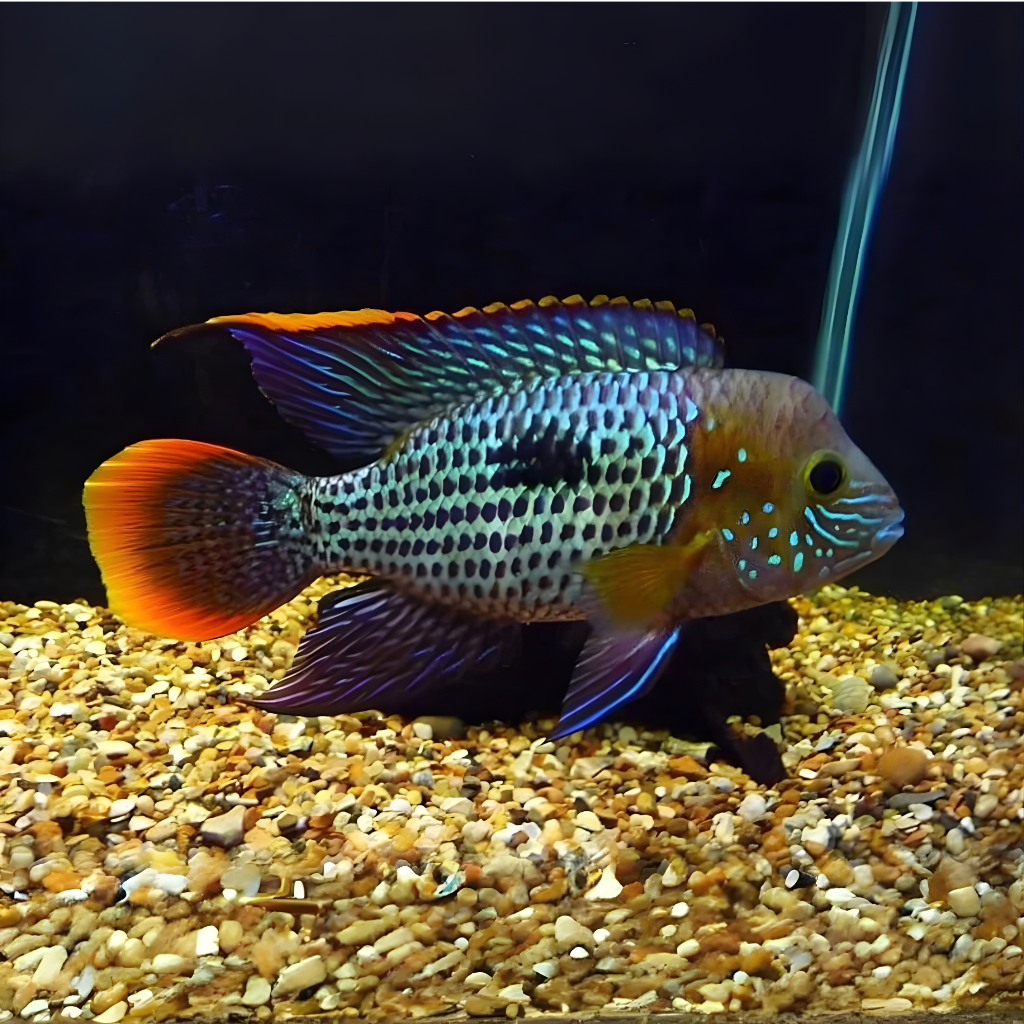 Live Fish Green Terror Cichlid | Single