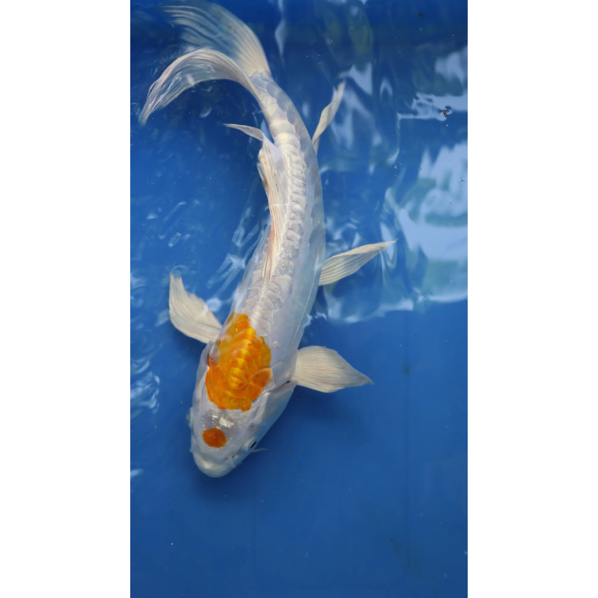 Live Fish Fancy koi Fish - Single
