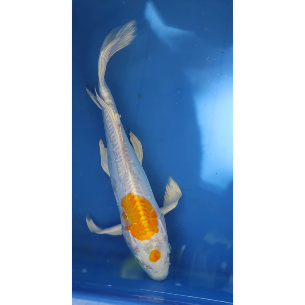 Live Fish Fancy koi Fish - Single