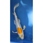 Live Fish Fancy koi Fish - Single