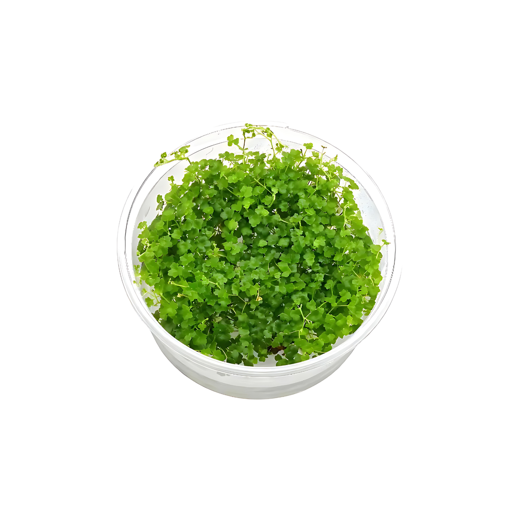 Sreepadma A52 Hydrocotyle Tripatita Mini | TC Live Plant