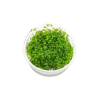 Sreepadma A52 Hydrocotyle Tripatita Mini | TC Live Plant